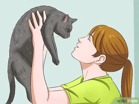 如何轻松给猫咪喂药?步骤详解与常见误区