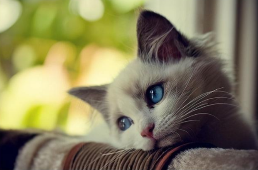 猫咪去喝了狗碗里的水，没想到喝了一口就全吐了出来，嫌弃狗味？
