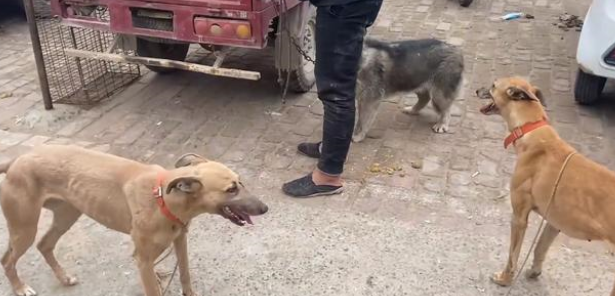 为了卖狗,小伙让它们咬二哈