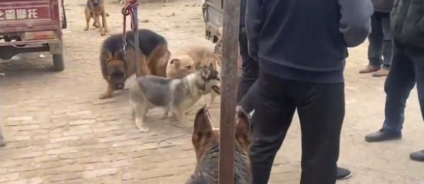 为了卖狗，小伙让它们咬二哈