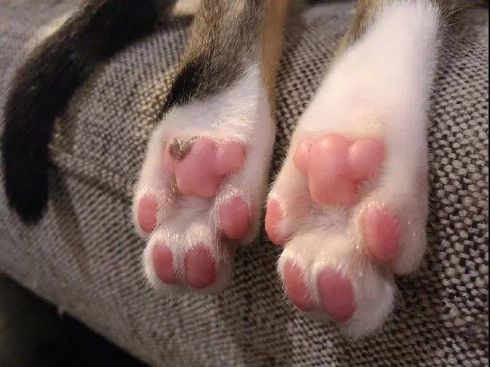 从来没有见过这么诱惑的猫脚，下一秒就想吃掉....小猫的肉垫肉肉的萌萌的，一般人都会有忍不住想摸的冲动，但是，这可不是什么人都可以摸的。