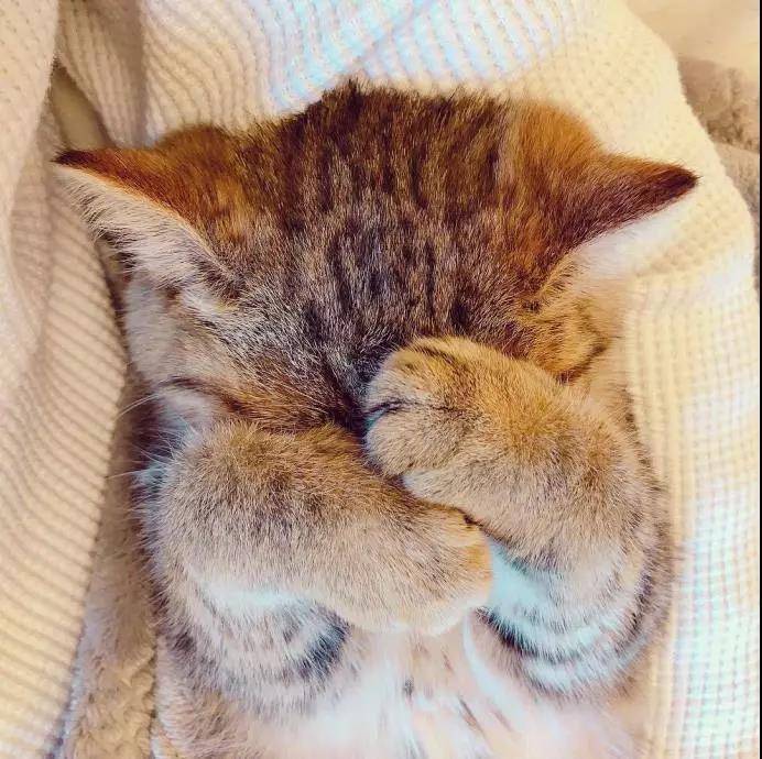 从来没有见过这么诱惑的猫脚，下一秒就想吃掉....小猫的肉垫肉肉的萌萌的，一般人都会有忍不住想摸的冲动，但是，这可不是什么人都可以摸的。