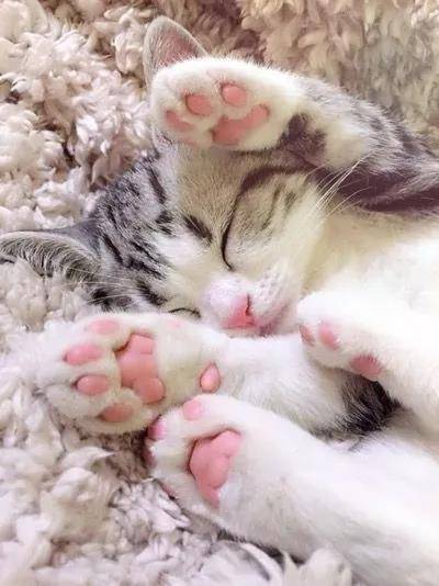 从来没有见过这么诱惑的猫脚，下一秒就想吃掉….小猫的肉垫肉肉的萌萌的，一般人都会有忍不住想摸的冲动，但是，这可不是什么人都可以摸的。