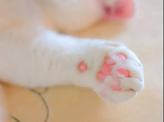 从来没有见过这么诱惑的猫脚，下一秒就想吃掉....小猫的肉垫肉肉的萌萌的，一般人都会有忍不住想摸的冲动，但是，这可不是什么人都可以摸的。