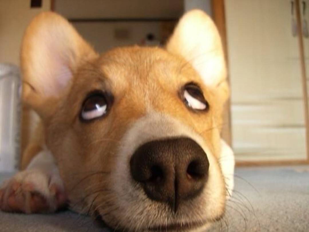 狗狗头像