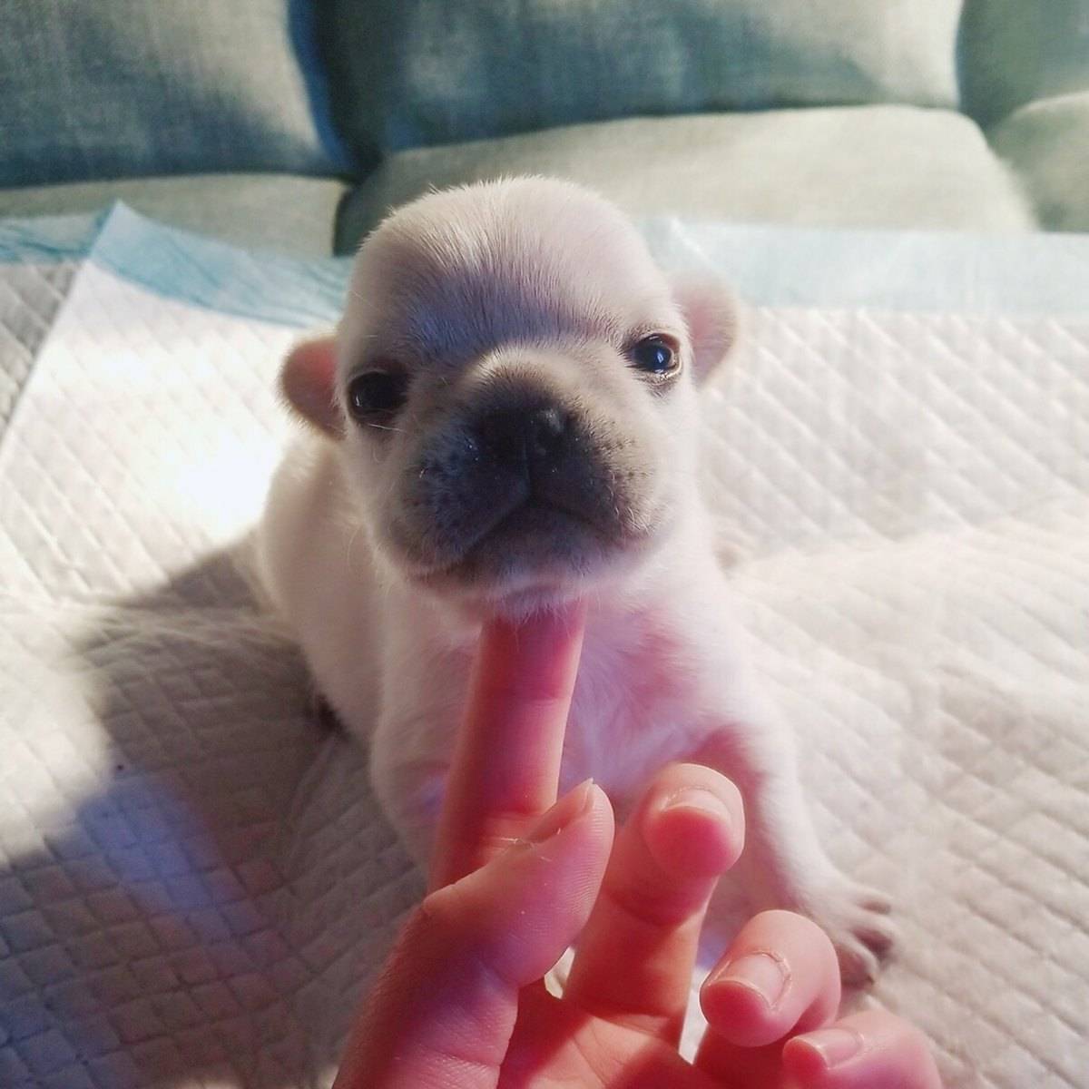 法国斗牛犬妹妹小可爱哦