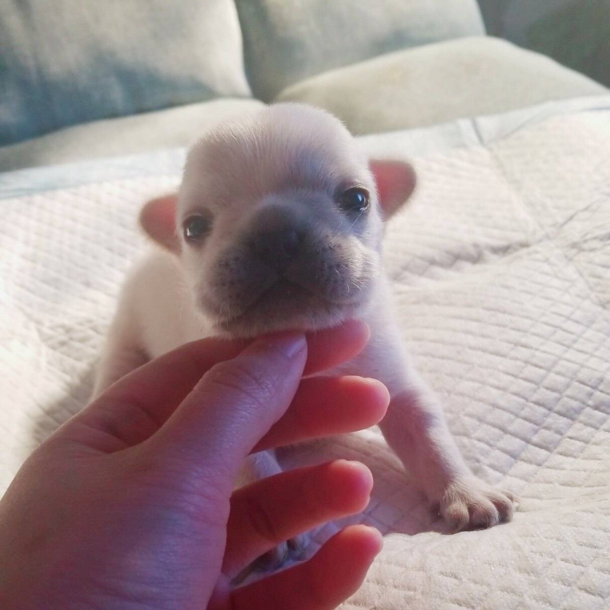 法国斗牛犬妹妹小可爱哦