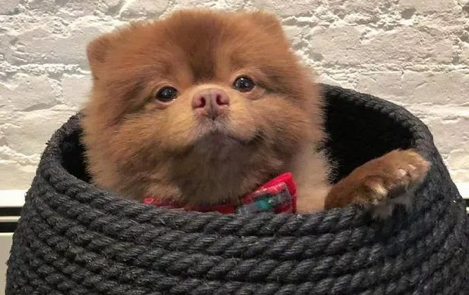 男子养了一只博美,却被质疑根本不是狗