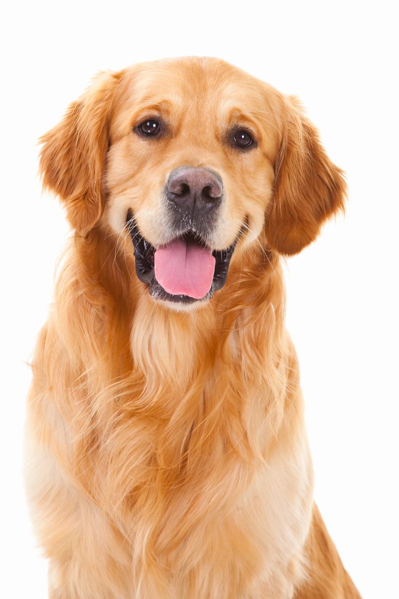 法国狼犬：优雅与活力并存的完美宠物