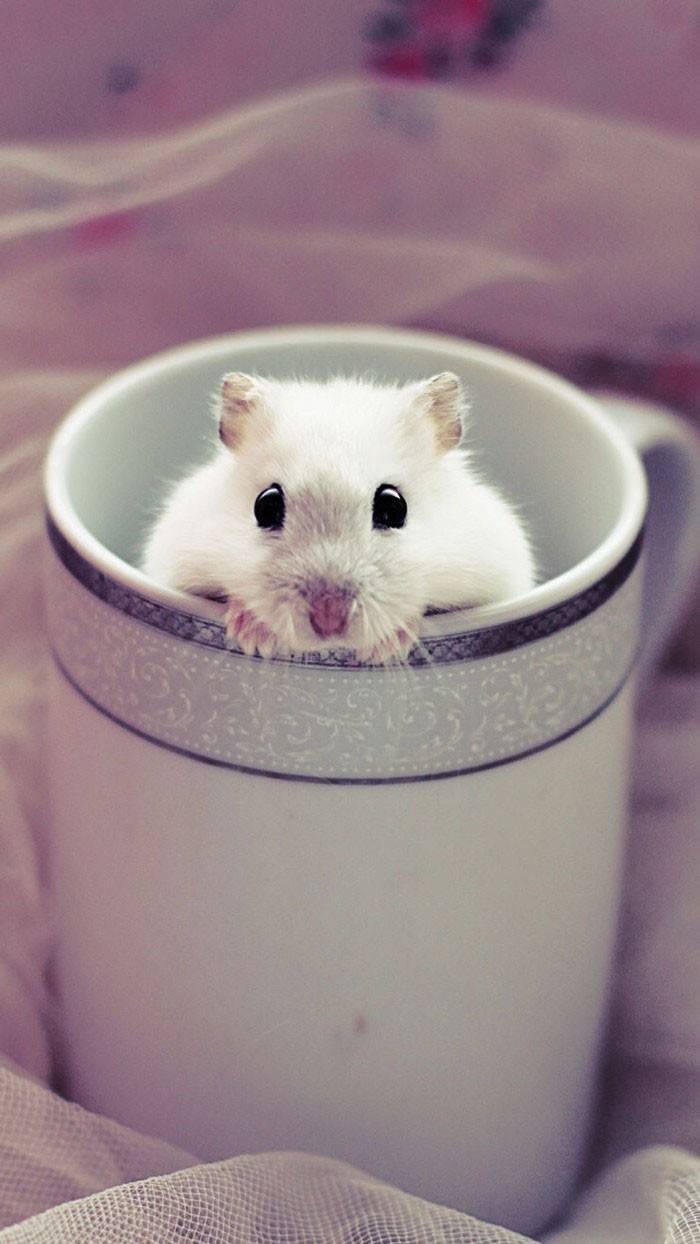 我最萌