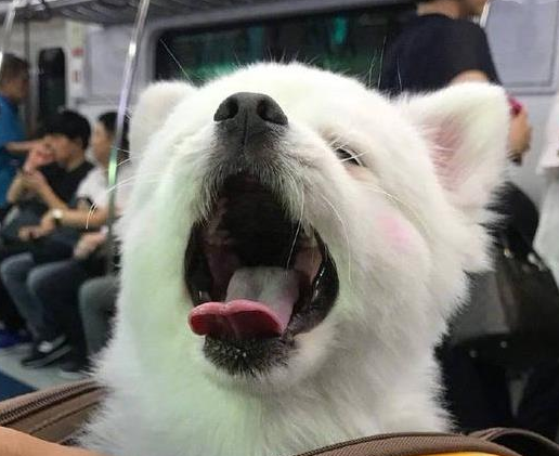 狗狗睡醒探出头，发现周围人都在看它，马上露出笑容超级萌