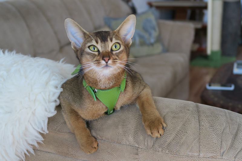 罗布斯塔猫品种介绍,罗布斯塔猫品种介绍大全