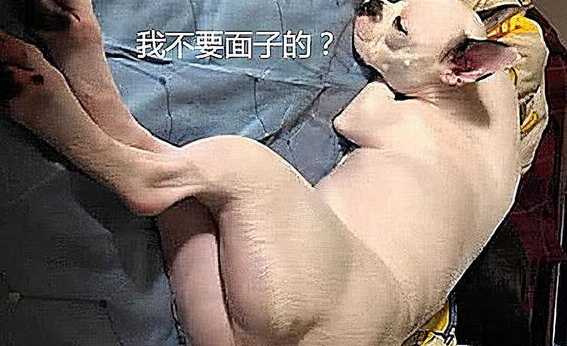 主人不听非要给狗子剃毛,心疼狗狗一秒