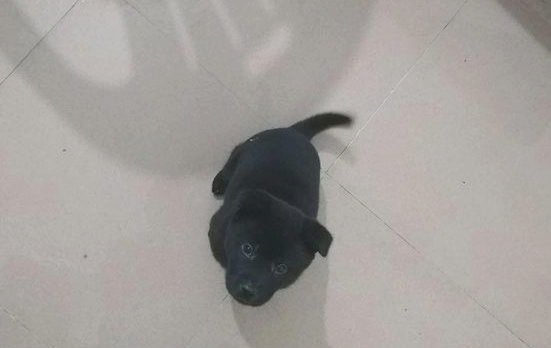 大街上流浪犬饿得直眼馋吃的，女生优柔寡断带回饲养几日后直喊崩溃