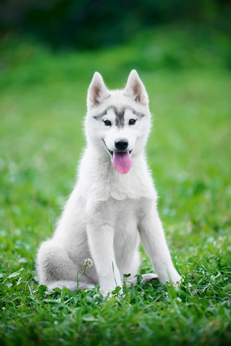 中亚牧羊犬品种介绍：优雅与力量的完美结合