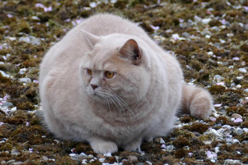 苏格兰折耳猫品种介绍,苏格兰折耳猫好看吗