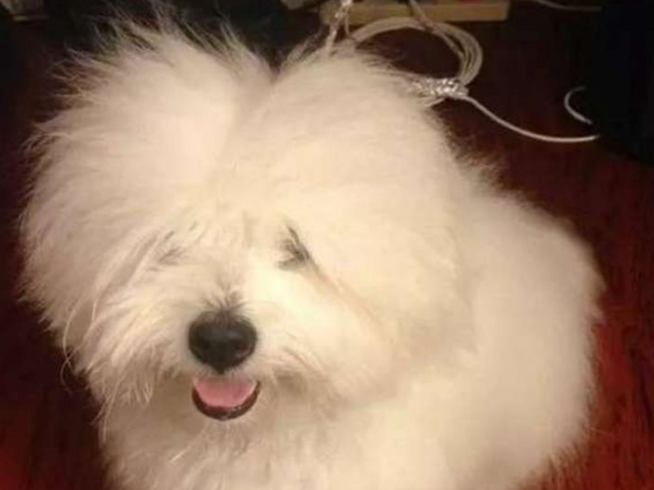 狗儿咬电线玩，一瞬间被电成这副样子，主人看过都笑岔气！