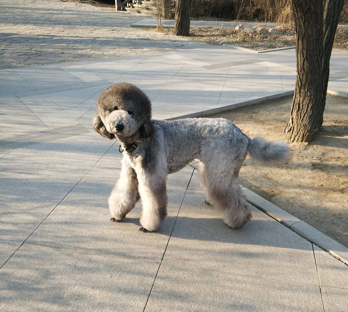 美丽巨贵萌萌哒