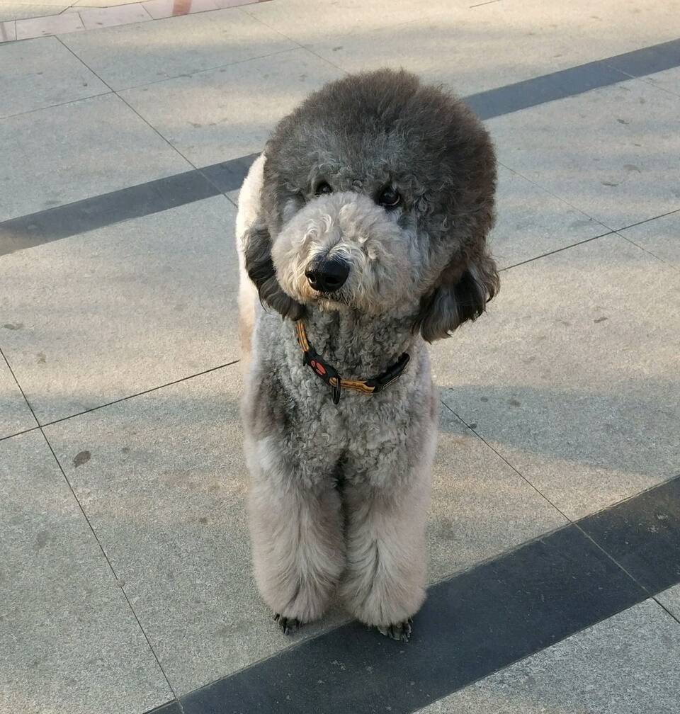 美丽巨贵萌萌哒