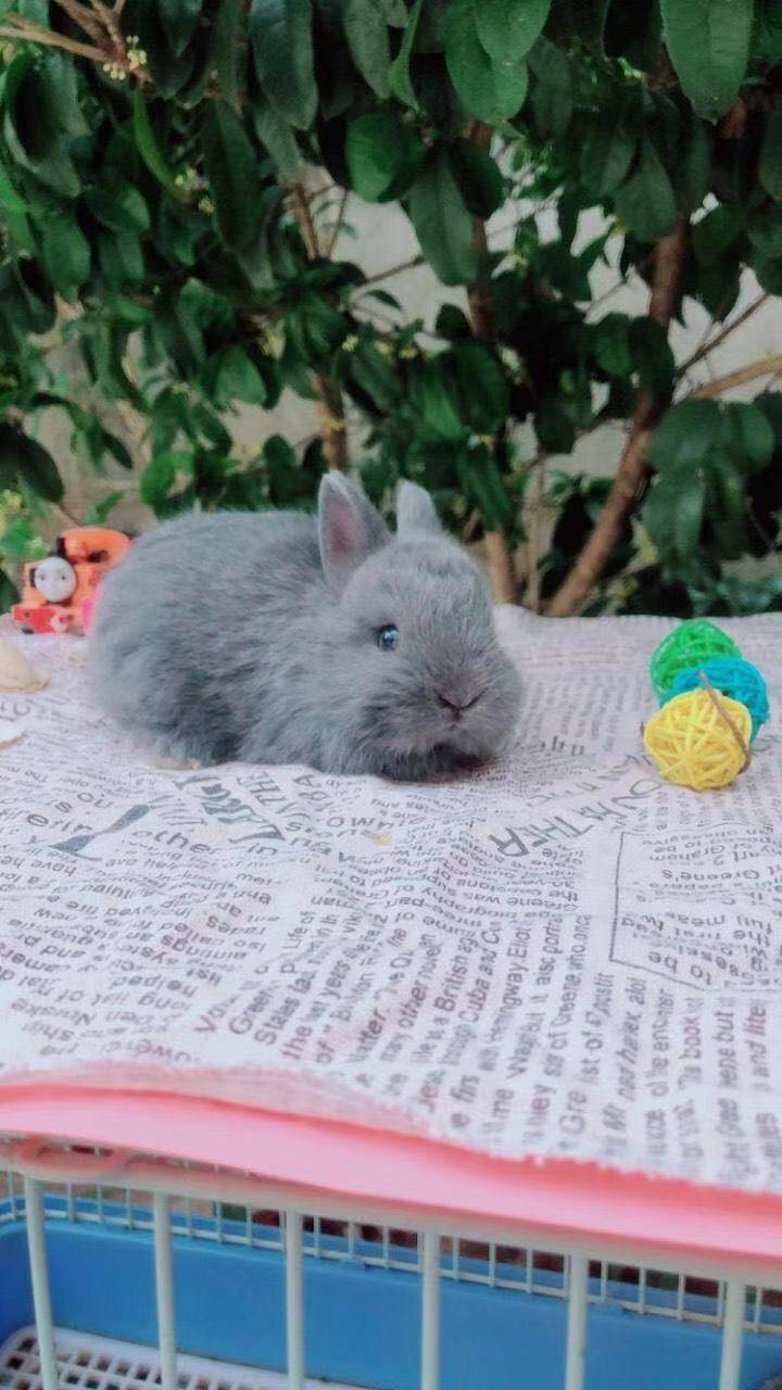 萌萌哒小兔子