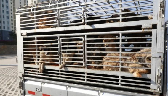 【咬了4个人！昭通巧家县对县城区流浪犬只进行重点整治】