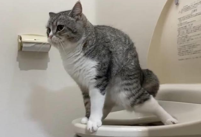 主人撞见猫咪在马桶上便便，动作熟练！网友：赶紧拿给我家狗看！