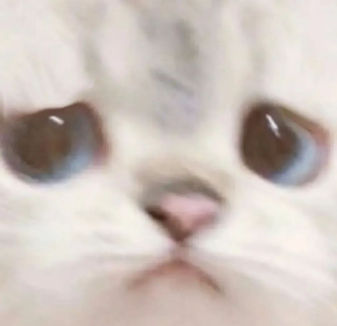 新手养猫请进:一分钟梳理得了猫藓怎么办!