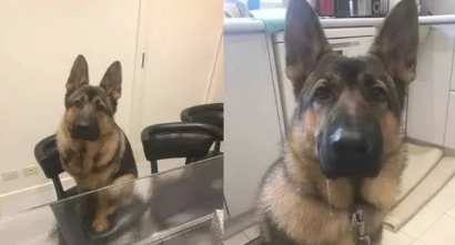 自小跟猫学的！德牧犬跳上椅子，皱眉头硬挤，饲主：每个都要试坐