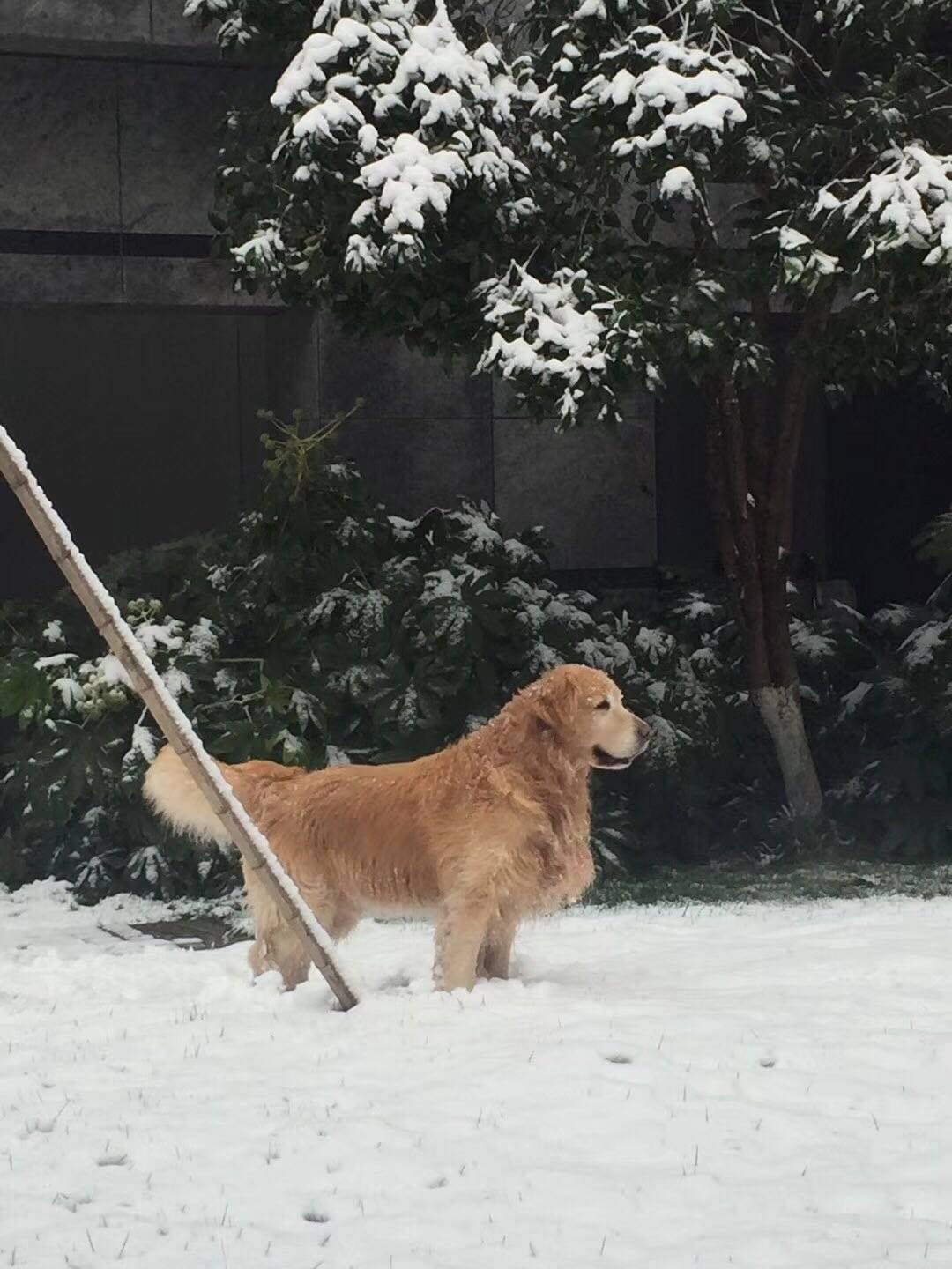 下雪了，最高兴的原来是我家大宝，那个玩的疯啊！都接连玩了两个小朋友了，小朋友们都被爸妈奶奶叫回家去了，他那个还一步三回头的不肯回家