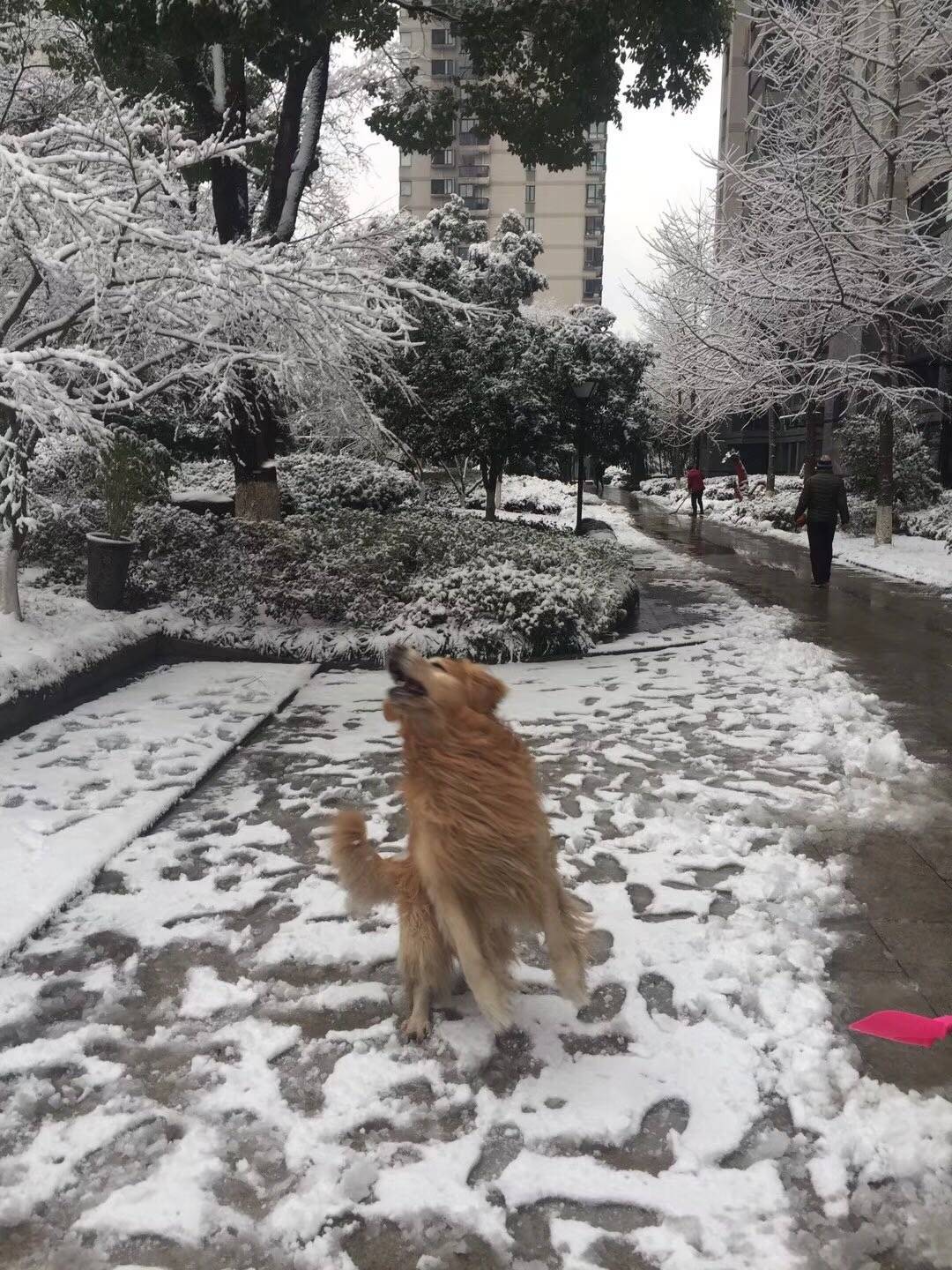 下雪了，最高兴的原来是我家大宝，那个玩的疯啊！都接连玩了两个小朋友了，小朋友们都被爸妈奶奶叫回家去了，他那个还一步三回头的不肯回家
