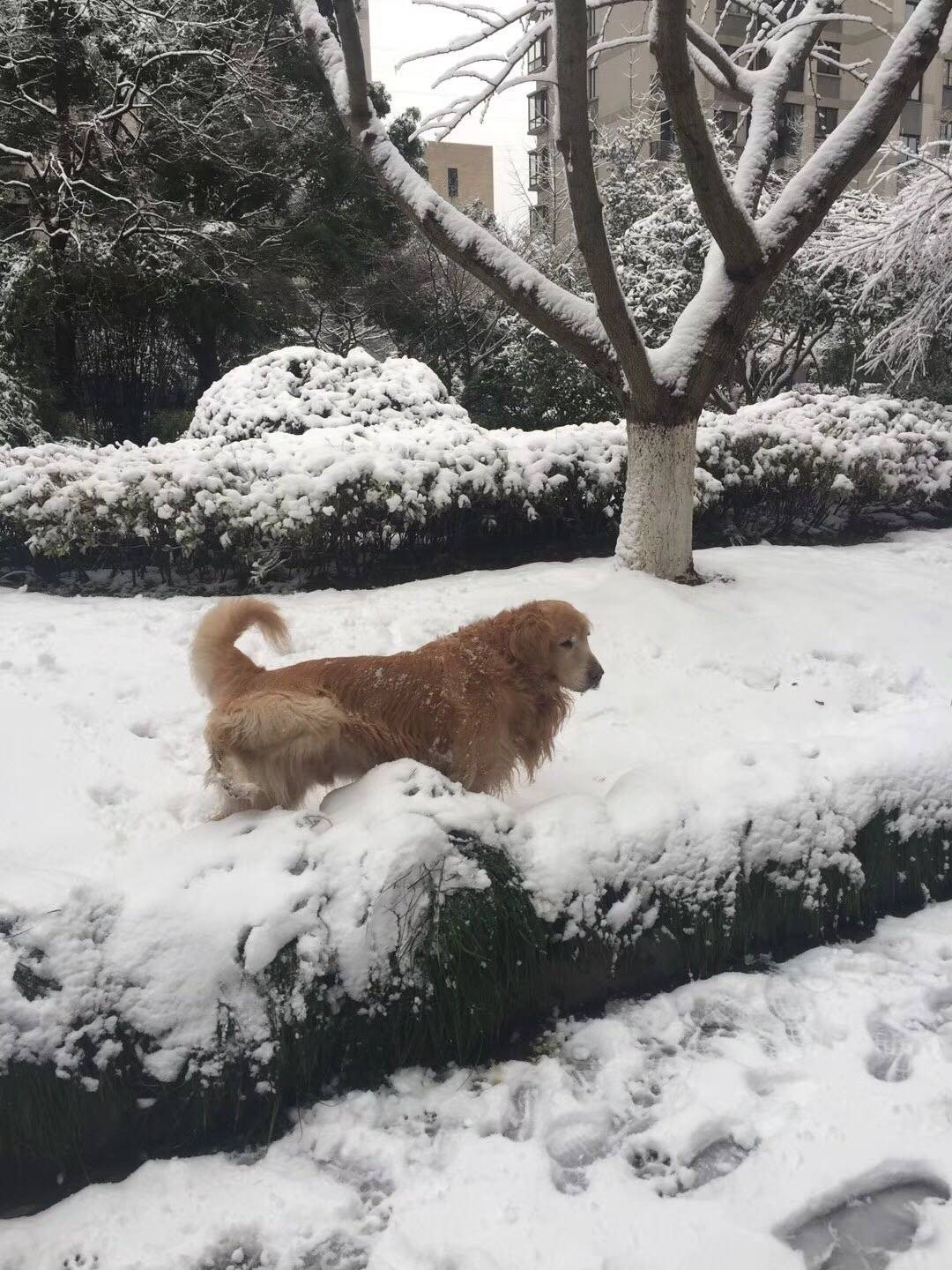 下雪了，最高兴的原来是我家大宝，那个玩的疯啊！都接连玩了两个小朋友了，小朋友们都被爸妈奶奶叫回家去了，他那个还一步三回头的不肯回家
