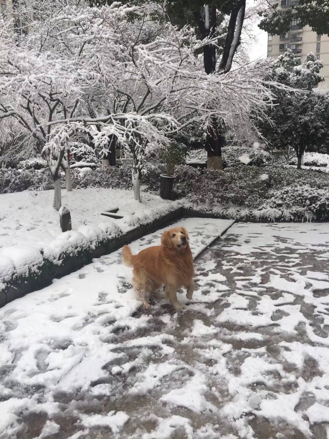 下雪了，最高兴的原来是我家大宝，那个玩的疯啊！都接连玩了两个小朋友了，小朋友们都被爸妈奶奶叫回家去了，他那个还一步三回头的不肯回家