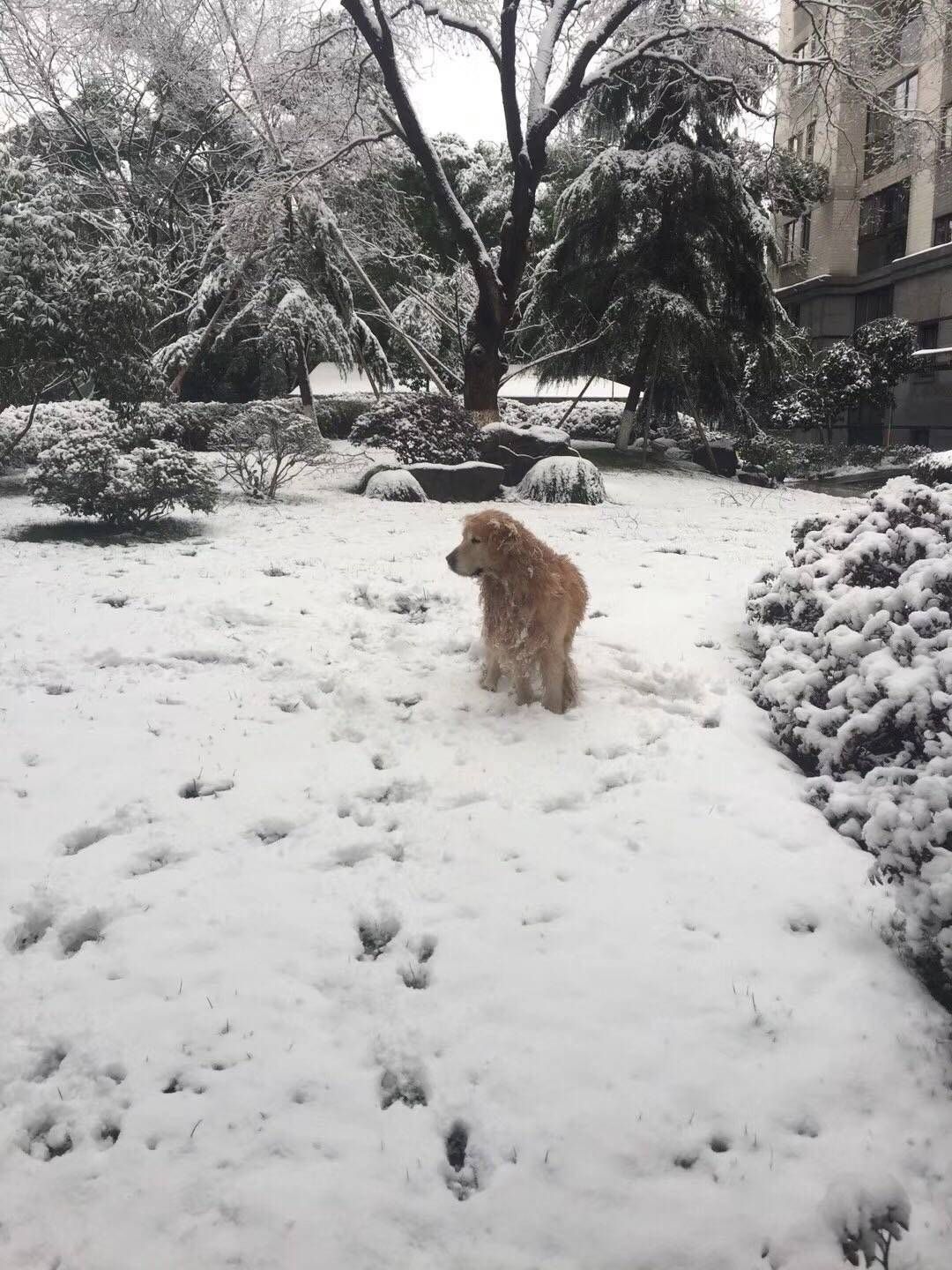 下雪了，最高兴的原来是我家大宝，那个玩的疯啊！都接连玩了两个小朋友了，小朋友们都被爸妈奶奶叫回家去了，他那个还一步三回头的不肯回家