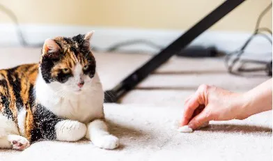 如何区分猫反流与呕吐?专业兽医告诉你