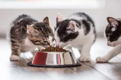 如何区分猫反流与呕吐?专业兽医告诉你