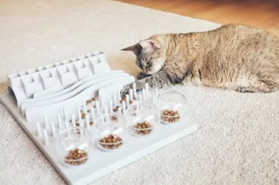 如何区分猫反流与呕吐?专业兽医告诉你