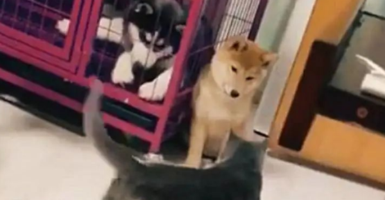柴犬被猫咪挤墙角揍，二哈吓得一脸懵：幸好我被主人关笼子里了……