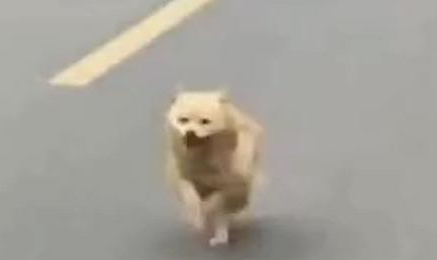 小主人离家，爷爷家狗狗追8公里不肯回！别追了别走丢！