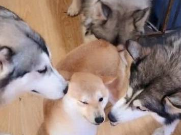 四只二哈围住一只柴犬,二哈:你得罪吗?
