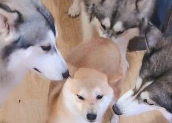 四只二哈围住一只柴犬,二哈:你得罪吗?