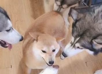 四只二哈围住一只柴犬，二哈：你得罪吗？