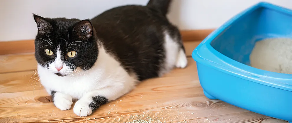 为什么我的猫排尿困难?解密 FLUTD 及其症状