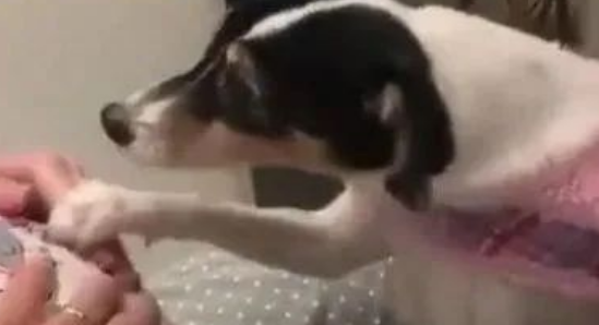 女主人怀孕期间，狗狗每天都这样