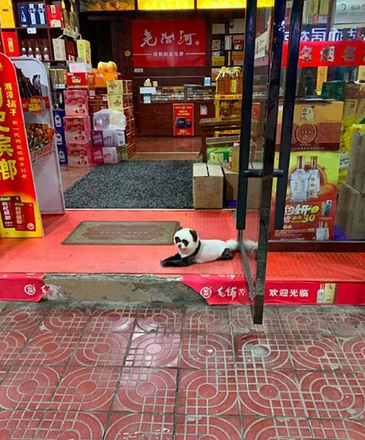 远看大熊猫，但凑近一看，才发现是只被染色的狗狗！
