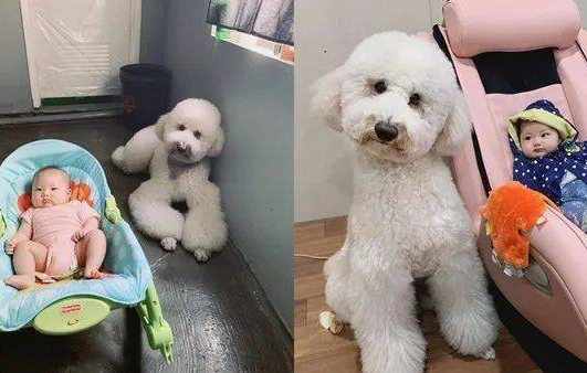 拥有新主人家后，狗子尤其高兴，可2年后…