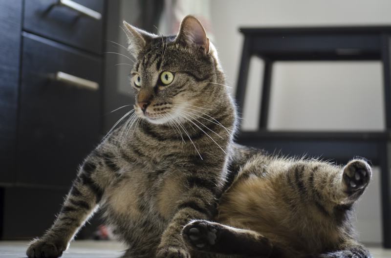 撒丁岛猫品种介绍，撒丁岛的美食