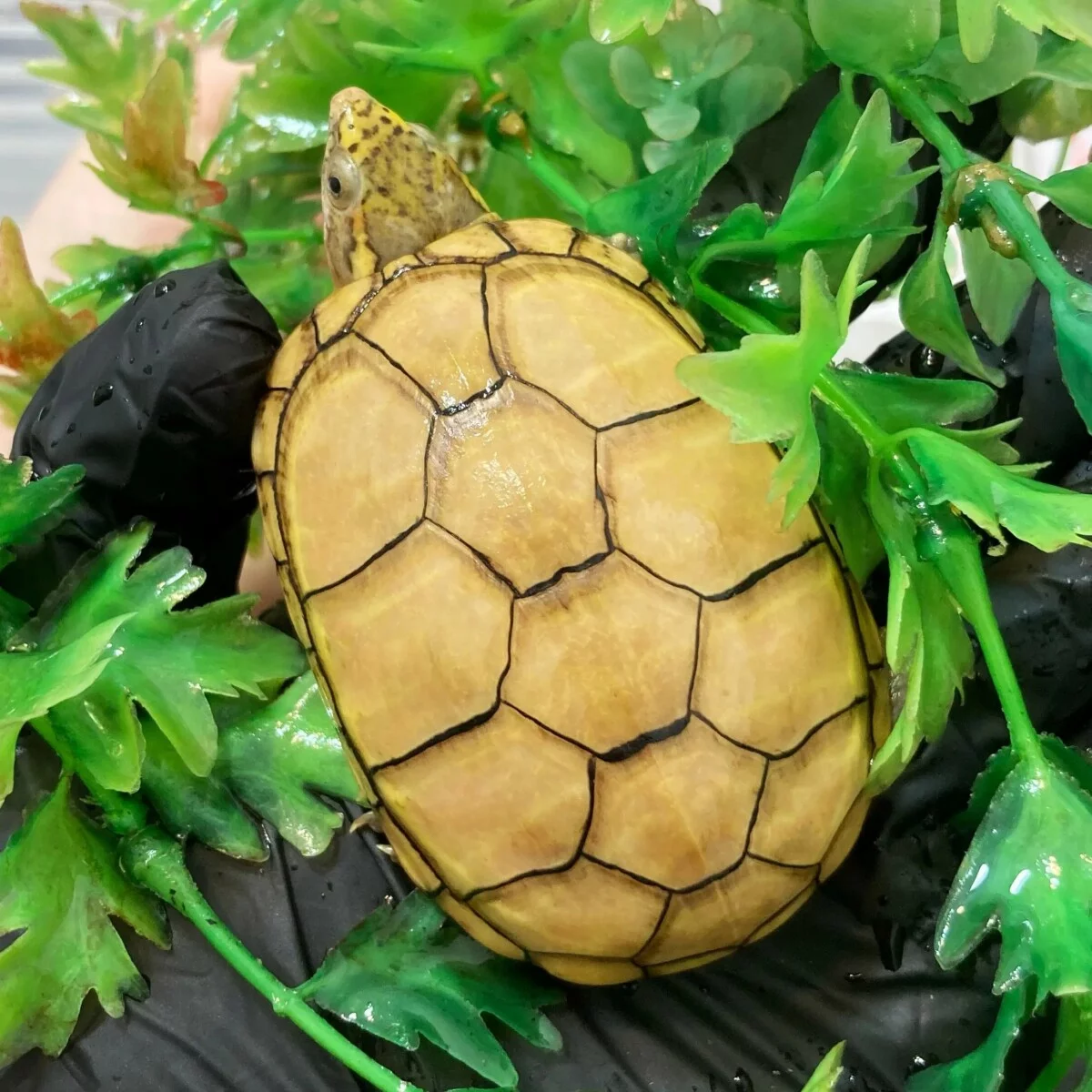 龟龟肠胃炎,成因怎么预防以及治疗方法!