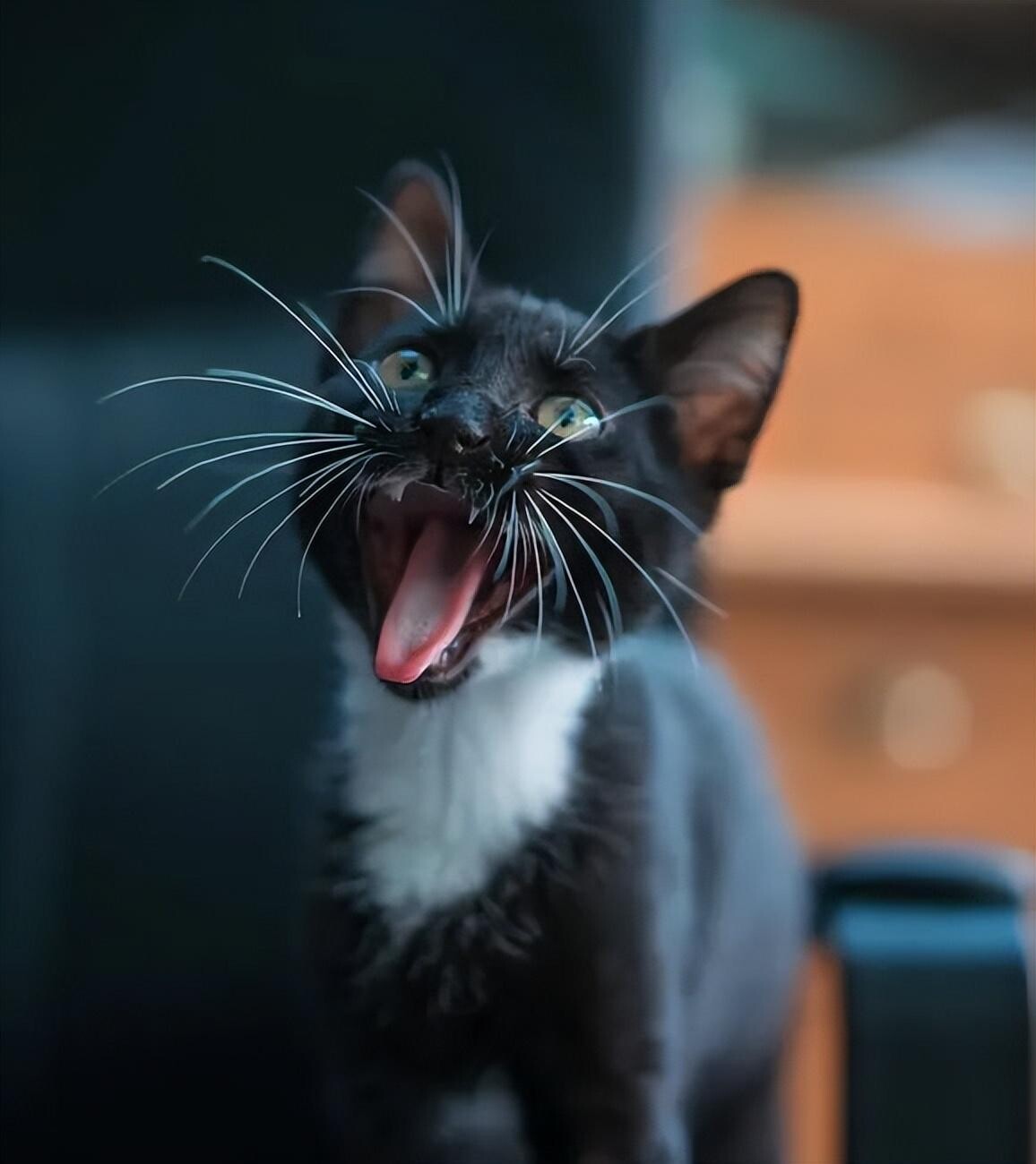 猫咪多久发一次情？公猫居然不会自主发情？！