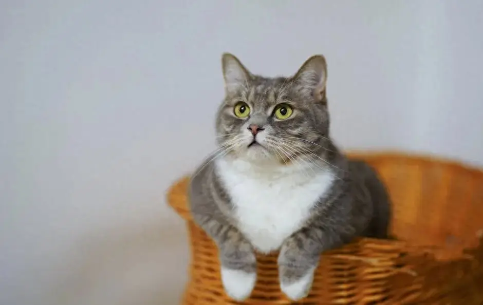 猫咪多久发一次情?公猫居然不会自主发情?!