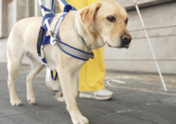 导盲犬扔下主人家独自一人玩耍，是狗狗职业道德规范的缺少，還是另有隐情
